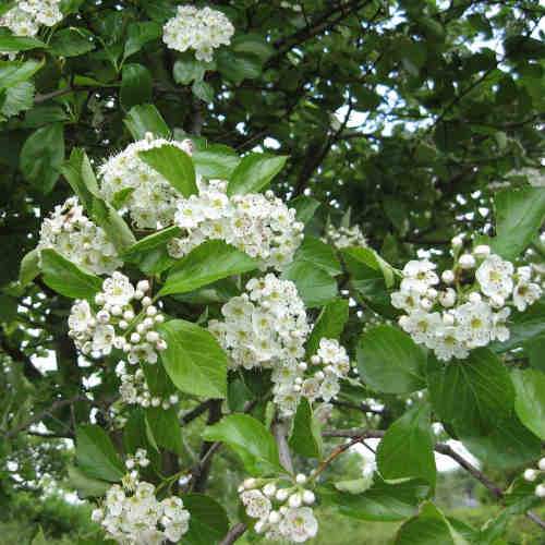  Crataegus Succulenta Jubilee