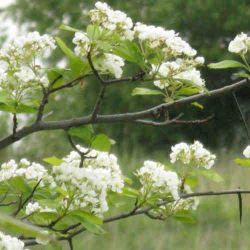  Crataegus Succulenta Jubilee