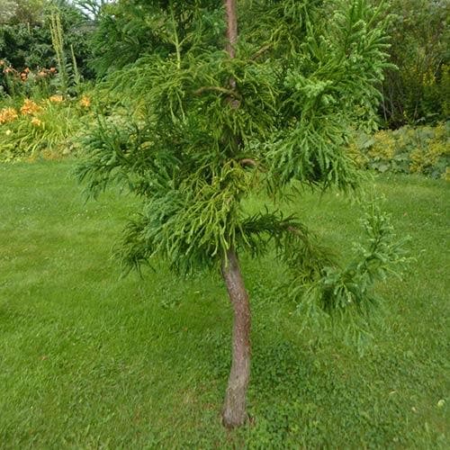  Cryptomeria Japonica Rasen