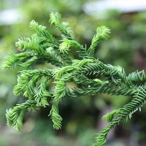  Cryptomeria Japonica Rasen
