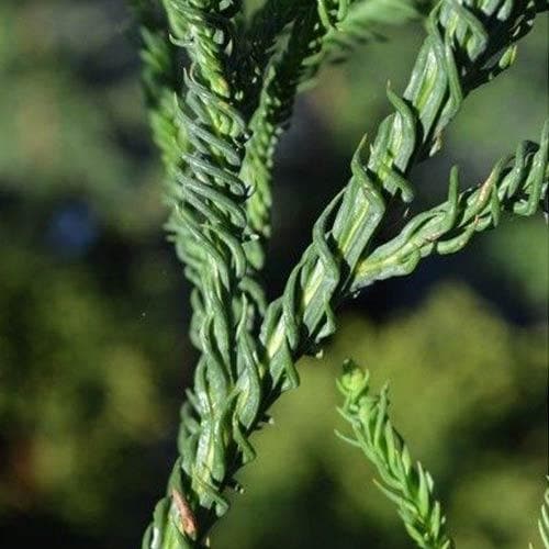  Cryptomeria Japonica Rasen