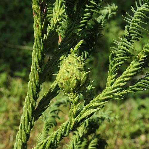  Cryptomeria Japonica Rasen