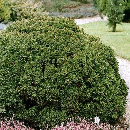  Cryptomeria Japonica Vilmoriniana