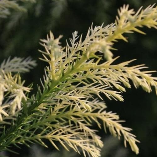  Cryptomeria Japonica Sekkan