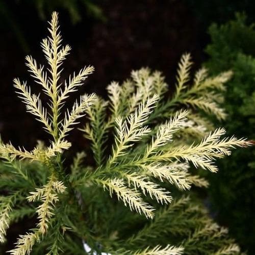  Cryptomeria Japonica Sekkan