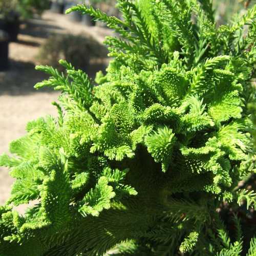  Cryptomeria Japonica Cristata