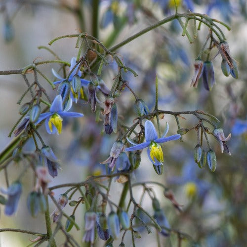  Dianella Caerulea Cassa Blue