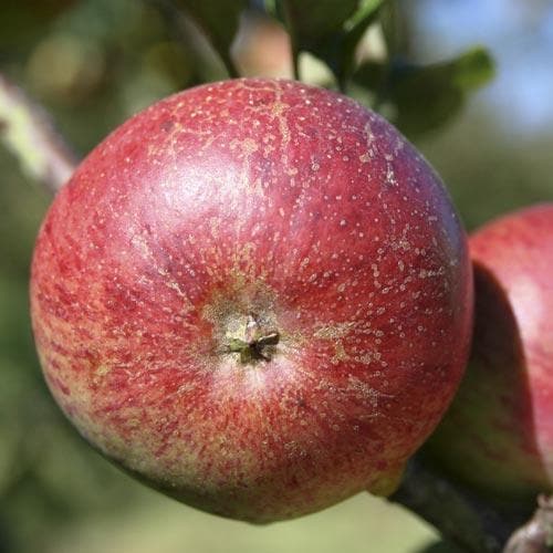  Apple Dabinett