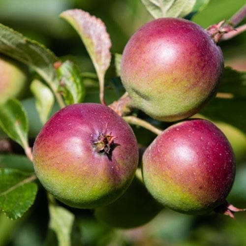  Apple Dabinett