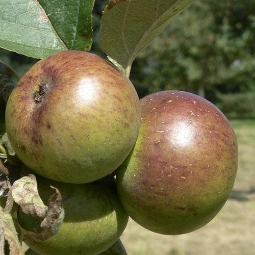  Apple Dabinett