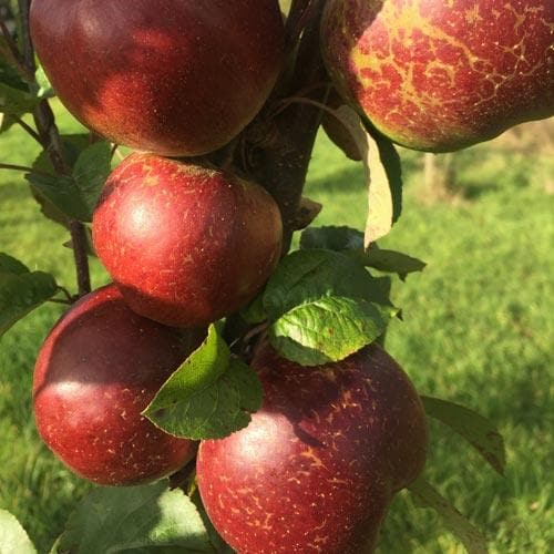  Apple Dabinett