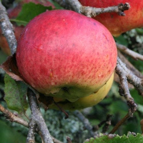  Apple Dabinett