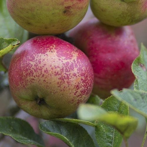  Apple Dabinett