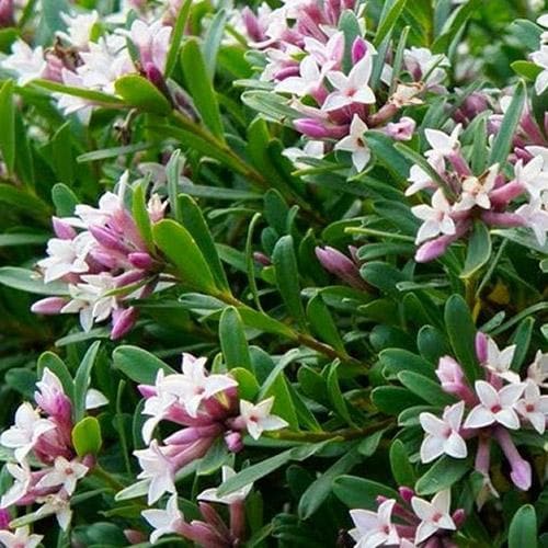  Daphne X Transatlantica Eternal Fragrance