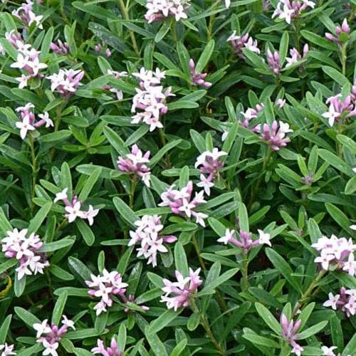  Daphne X Transatlantica Eternal Fragrance
