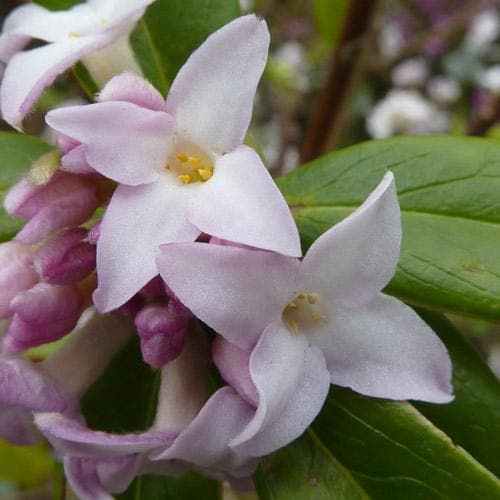  Daphne Bholua Jacqueline Postill