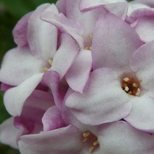  Daphne Bholua Jacqueline Postill