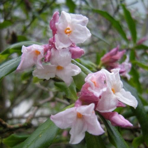  Daphne Bholua Spring Beauty