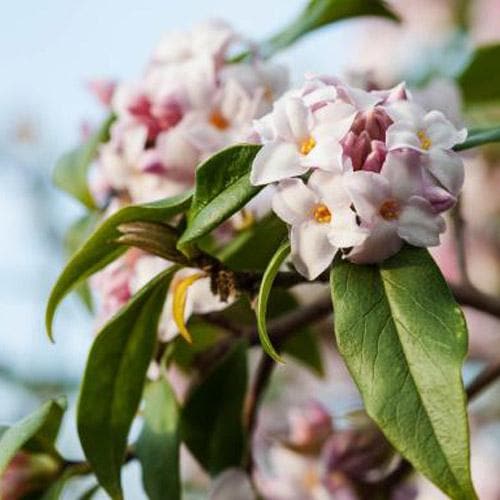  Daphne Bholua Spring Beauty