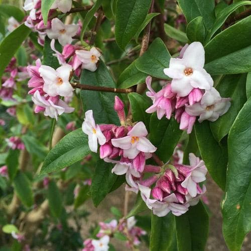  Daphne Bholua Spring Beauty