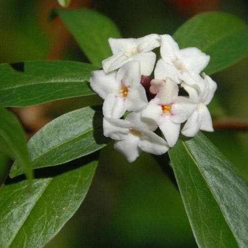  Daphne X Spring Herald