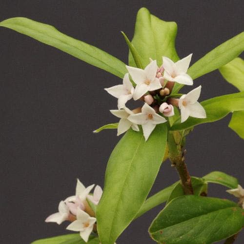  Daphne X Spring Herald