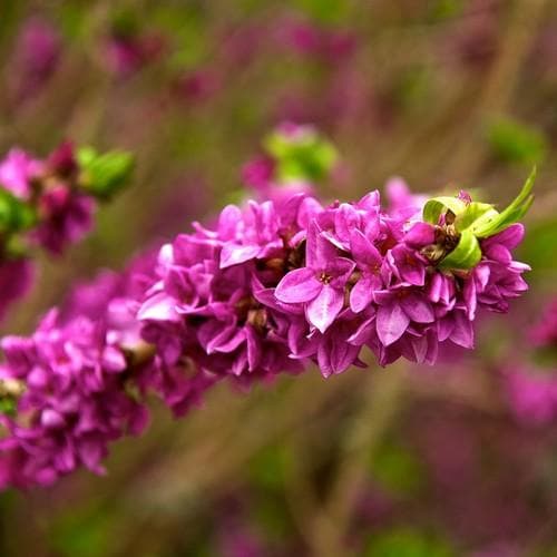  Daphne Mezereum Rubra