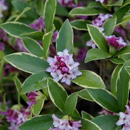  Daphne Odora Aureomarginata
