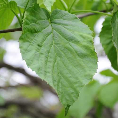 Davidia Involucrata - Handkerchief Tree