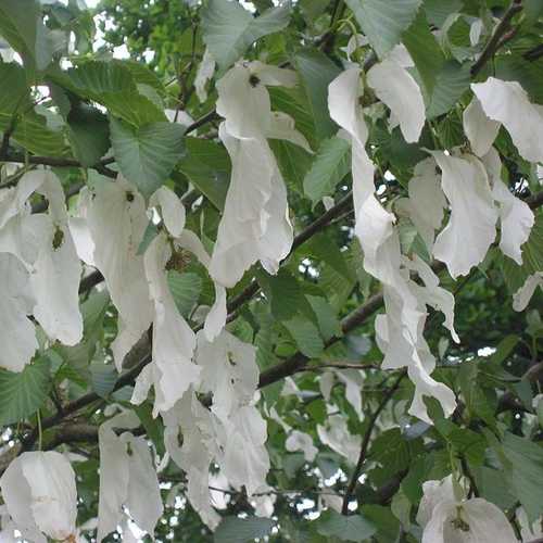  Davidia Involucrata - Handkerchief Tree