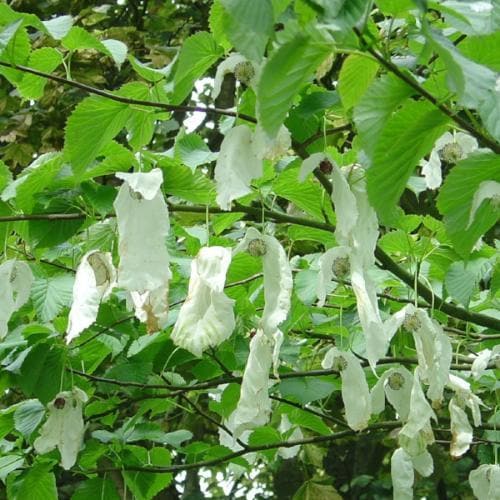  Davidia Involucrata Sonoma