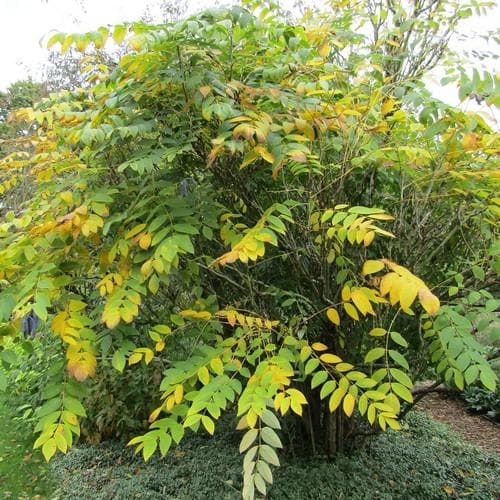  Decaisnea Fargesii