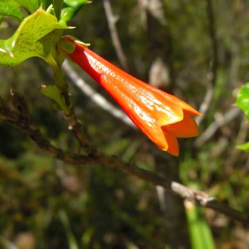  Desfontainia Spinosa