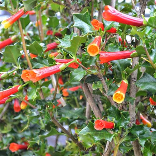  Desfontainia Spinosa