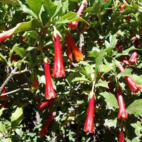  Desfontainia Spinosa