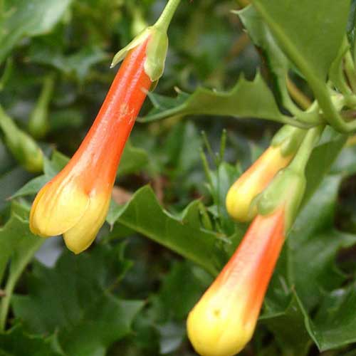  Desfontainia Spinosa