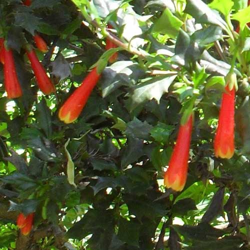  Desfontainia Spinosa