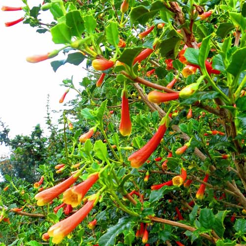  Desfontainia Spinosa