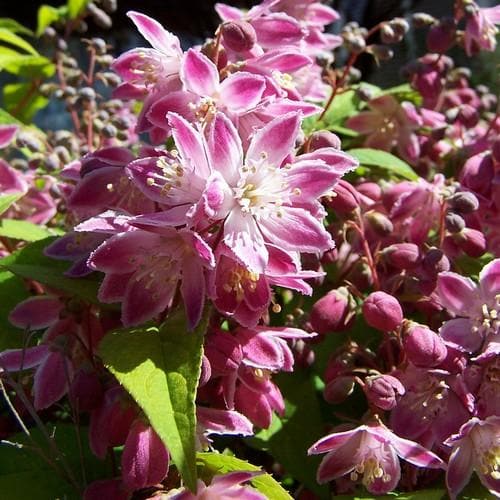  Mixed Flowering Hedge