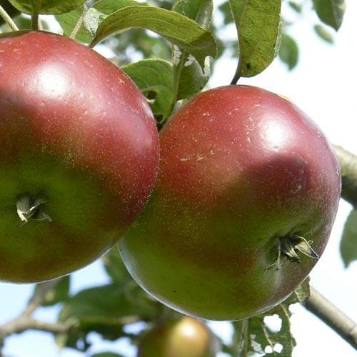  Apple Devonshire Quarrenden
