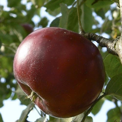  Apple Devonshire Quarrenden