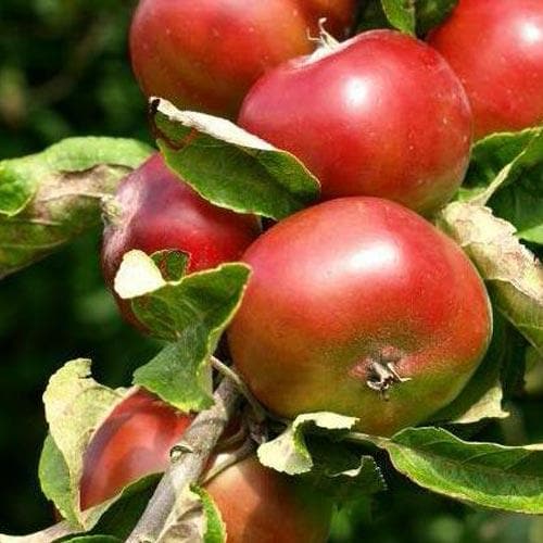  Apple Devonshire Quarrenden