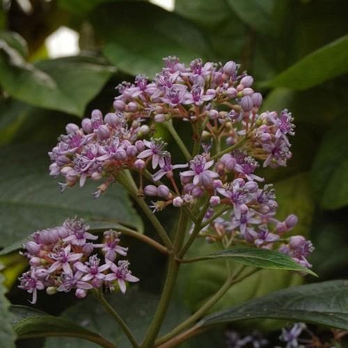  Dichroa Febrifuga