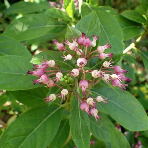  Dichroa Febrifuga