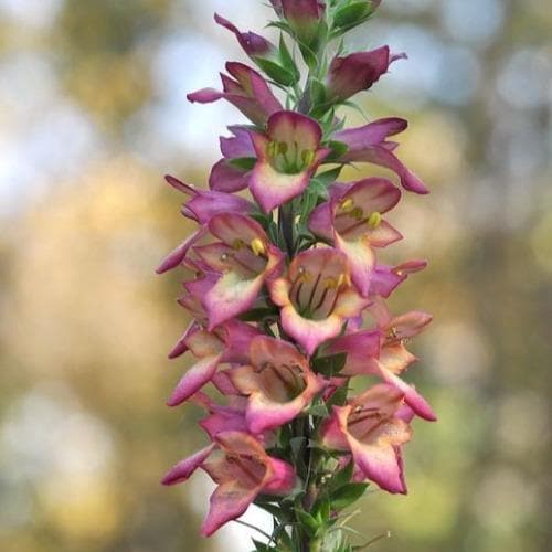 Digitalis X Valinii Illumination Raspberry (Digiplexis)
