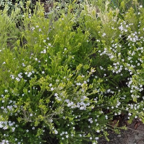  Diosma Ericoides Sunset Gold