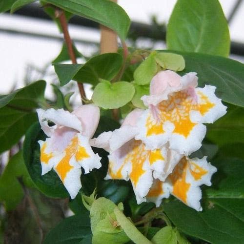  Dipelta Yunnanensis