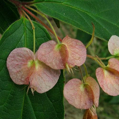  Dipelta Yunnanensis