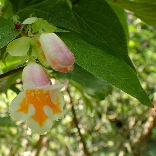  Dipelta Yunnanensis