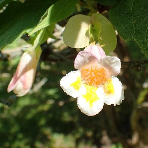  Dipelta Yunnanensis